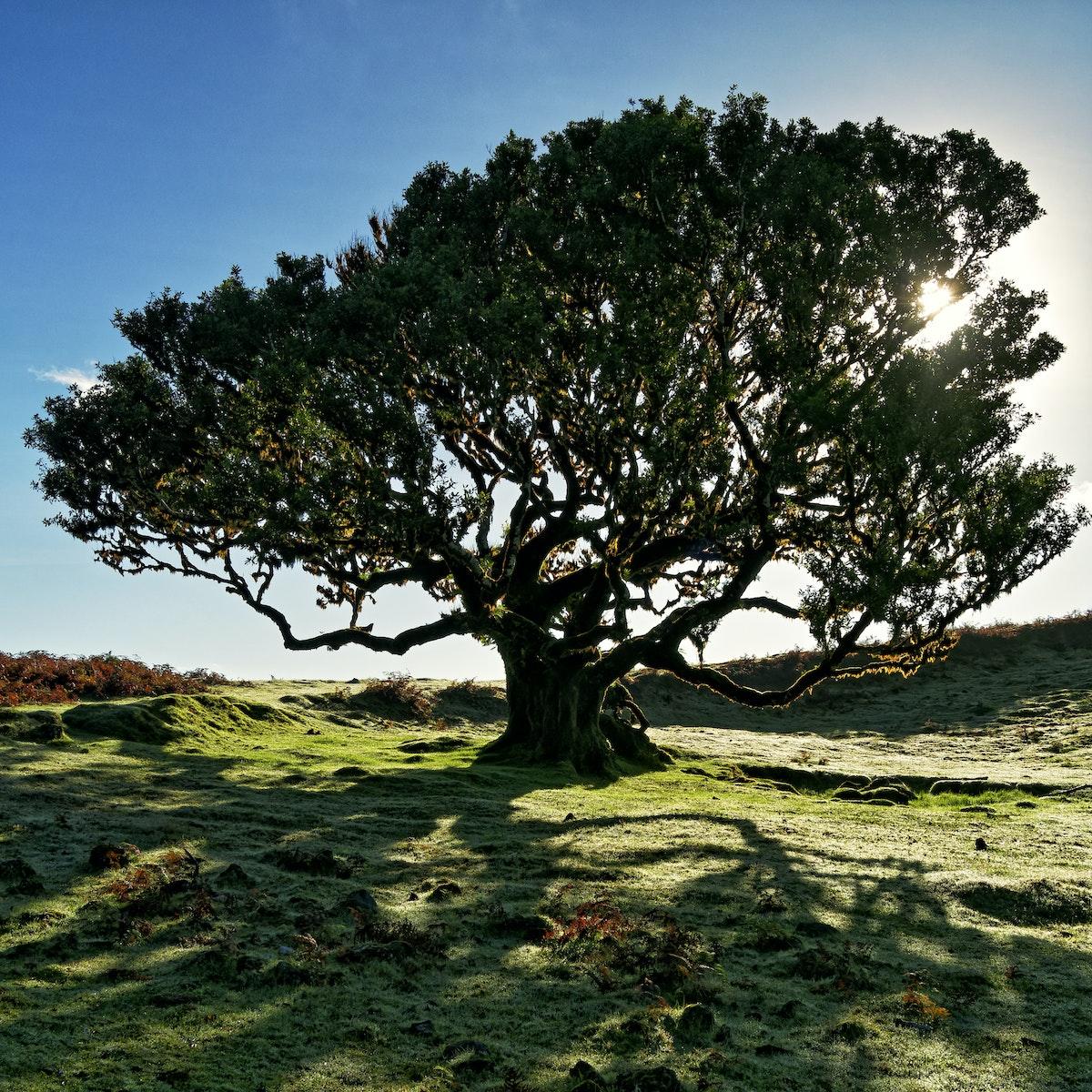 Green Tree on Green Grass Field