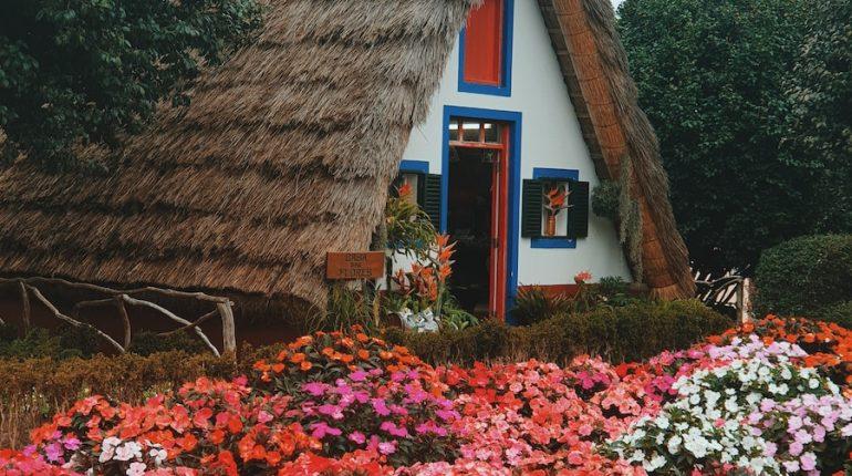 multicolored flowers in bloom