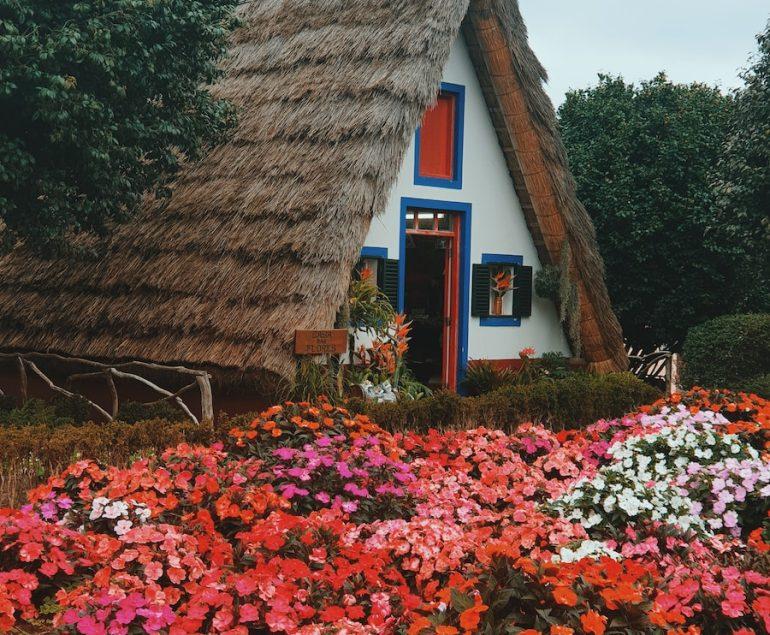 multicolored flowers in bloom