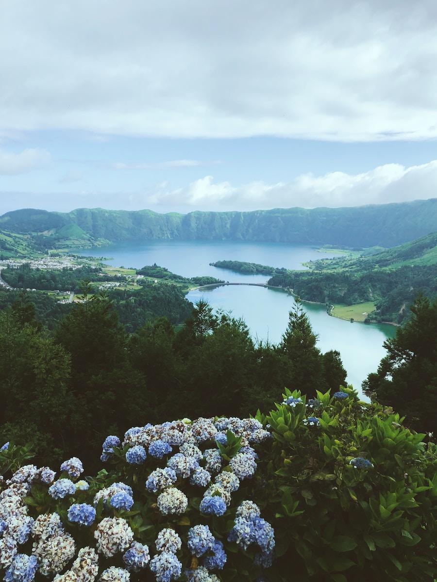 blue and white-petaled flowers