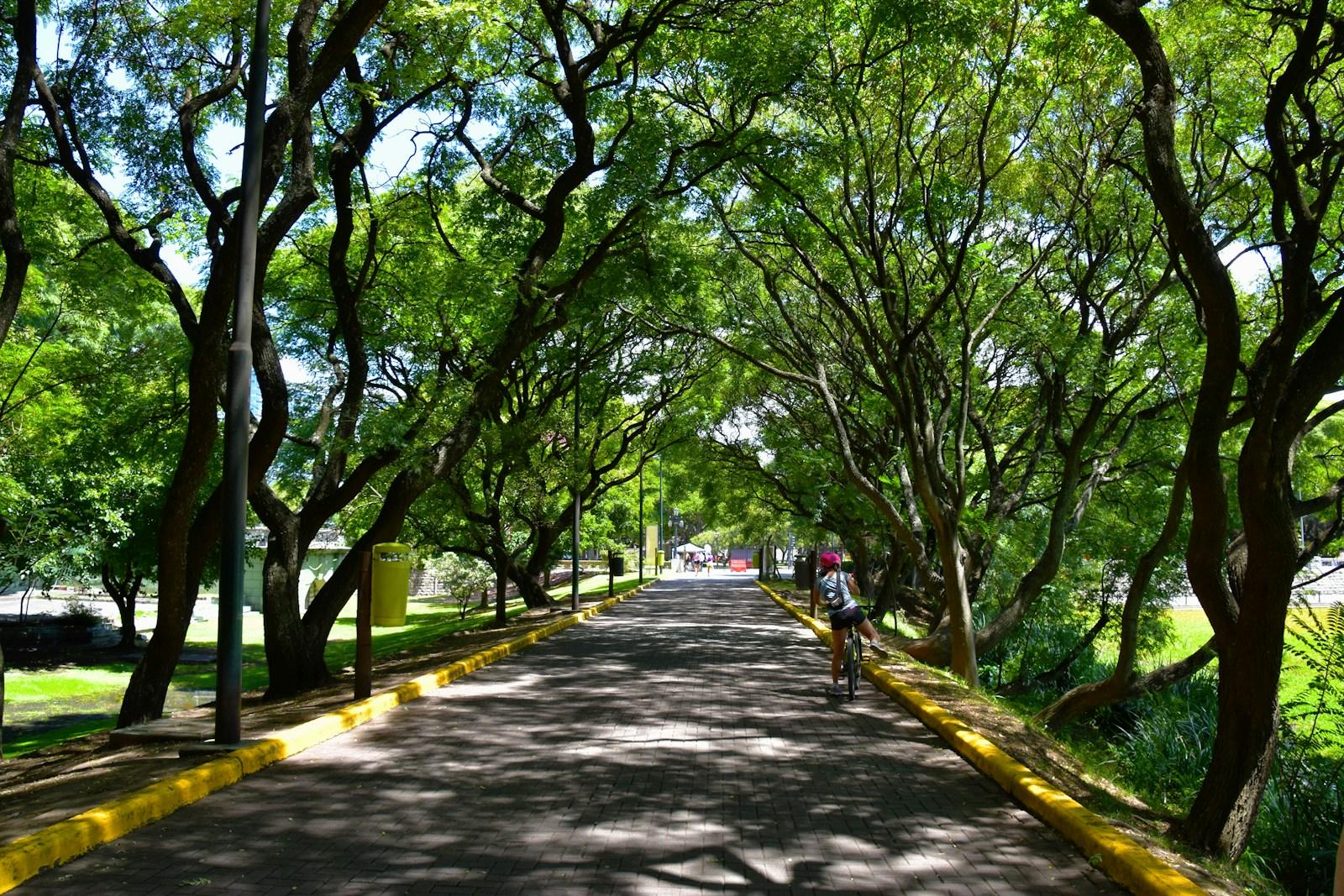 a person riding a bike down a tree lined road