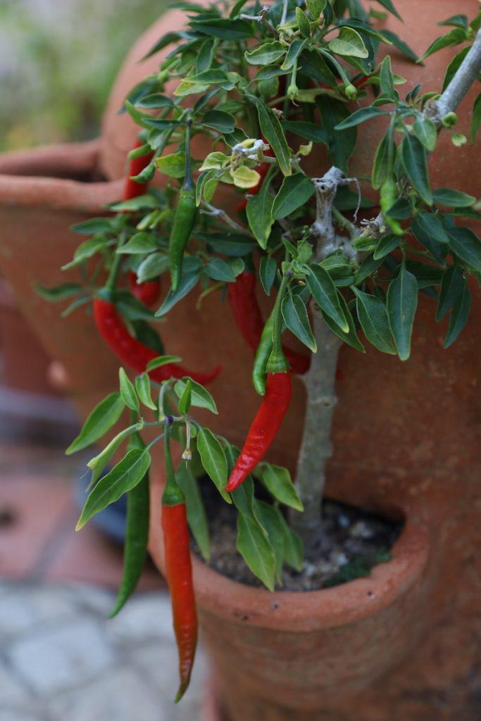 A potted plant with red peppers growing out of it