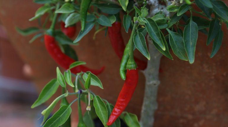 A potted plant with red peppers growing out of it