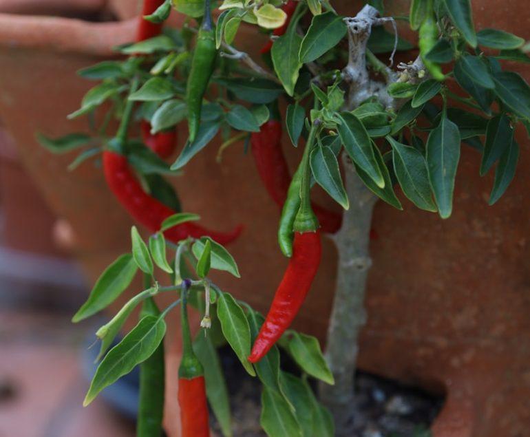 A potted plant with red peppers growing out of it